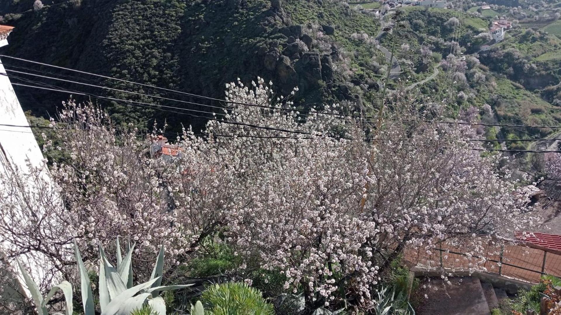 El Rincon Del Nublo Guest House Tejeda  Eksteriør bilde